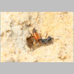 Sphecodes crassus - Blutbiene w004b 4mm - Sandgrube Niedringhaussee-det.jpg